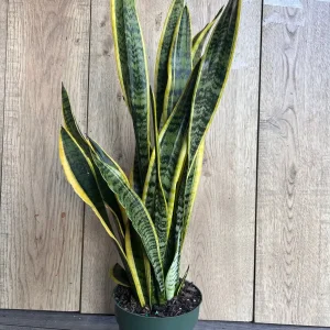 Snake Plant Laurentii Live Plant – 6 inch Pot – Indoor Air Purifier - Image 2