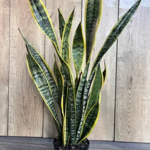 Snake Plant Laurentii Live Plant – 6 inch Pot – Indoor Air Purifier - Image 3