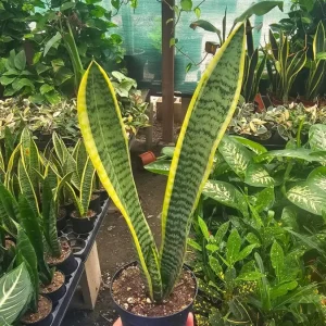 Snake Plant Live Houseplant - 4