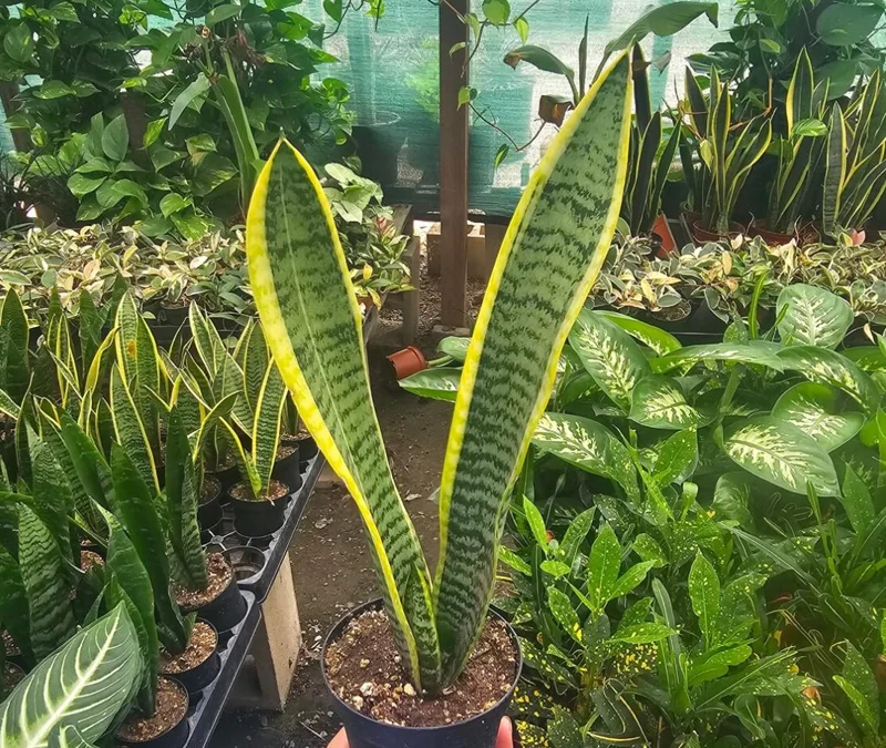 Snake Plant Live Houseplant - 4" Pot - Sansevieria trifasciata - Air Purifying Indoor - Image 2