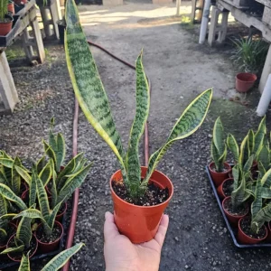 Snake Plant Live Houseplant - 4