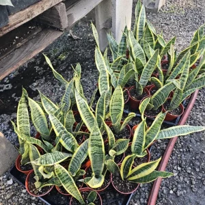 Snake Plant Live Houseplant - 4