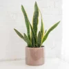 Snake Plant Live Houseplant - 4" Pot - Sansevieria trifasciata - Air Purifying Indoor - Image 1