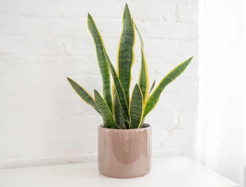Snake Plant Live Houseplant - 4" Pot - Sansevieria trifasciata - Air Purifying Indoor - Image 1
