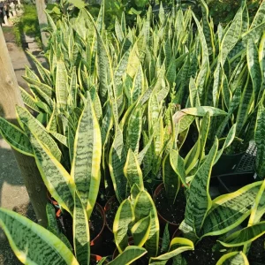 Snake Plant Live Houseplant - 6" Pot - Sansevieria trifasciata - Air Purifying Indoor Plant - Image 2