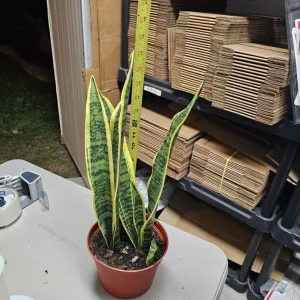 Snake Plant Live Houseplant - 6