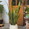 Snake Plant Live Houseplant - 6" Pot - Sansevieria trifasciata - Air Purifying Indoor Plant - Image 1