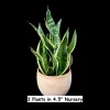 Snake Plant Live Plant - Sansevieria Laurentii & Zeylanica - Air Purifier - Image 1