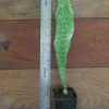 Snake Plant Sansavieria Zeylanica - Live Plant in 4 inch Pot - Indoor Air Purifier - Image 1