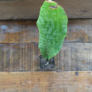 Snake Plant Sansavieria Zeylanica - Live Plant in 4 inch Pot - Indoor Air Purifier - Image 2