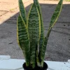 Snake Plant Sansevieria Laurentii Live Plant – 2-3 Feet Tall – Indoor/Outdoor - Image 1
