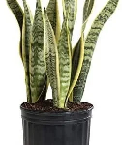 Snake Plant Sansevieria Laurentii Live Plant – 2-3 Feet Tall – Indoor/Outdoor - Image 2