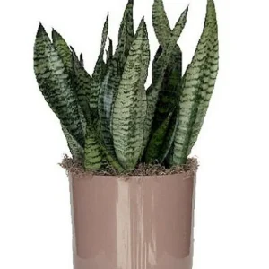 Snake Plant Sansevieria Laurentii Live Plant – 2-3 Feet Tall – Indoor/Outdoor - Image 3