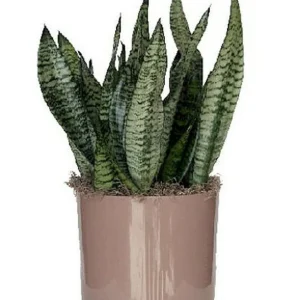 Snake Plant Sansevieria Laurentii Live Plant – 2-3 Feet Tall – Indoor/Outdoor - Image 3
