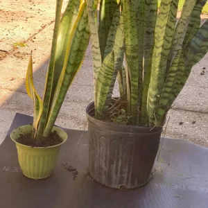 Snake Plant Sansevieria Laurentii Live Plant – 2-3 Feet Tall – Indoor/Outdoor - Image 5