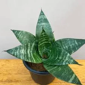 Snake Plant Sansevieria Trifasciata Live Plant – Half Gallon Pot – Indoor - Image 2