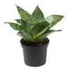 Snake Plant Sansevieria Trifasciata Live Plant – Half Gallon Pot – Indoor - Image 1