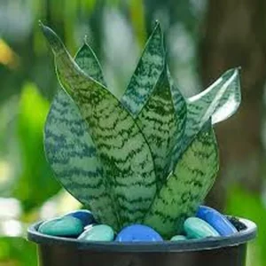 Snake Plant Sansevieria Trifasciata Live Plant – Half Gallon Pot – Indoor - Image 3