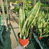 Snake Plant Sansevieria Yellow Live Plant – 6in Pot – Air Purifying Houseplant - Image 1