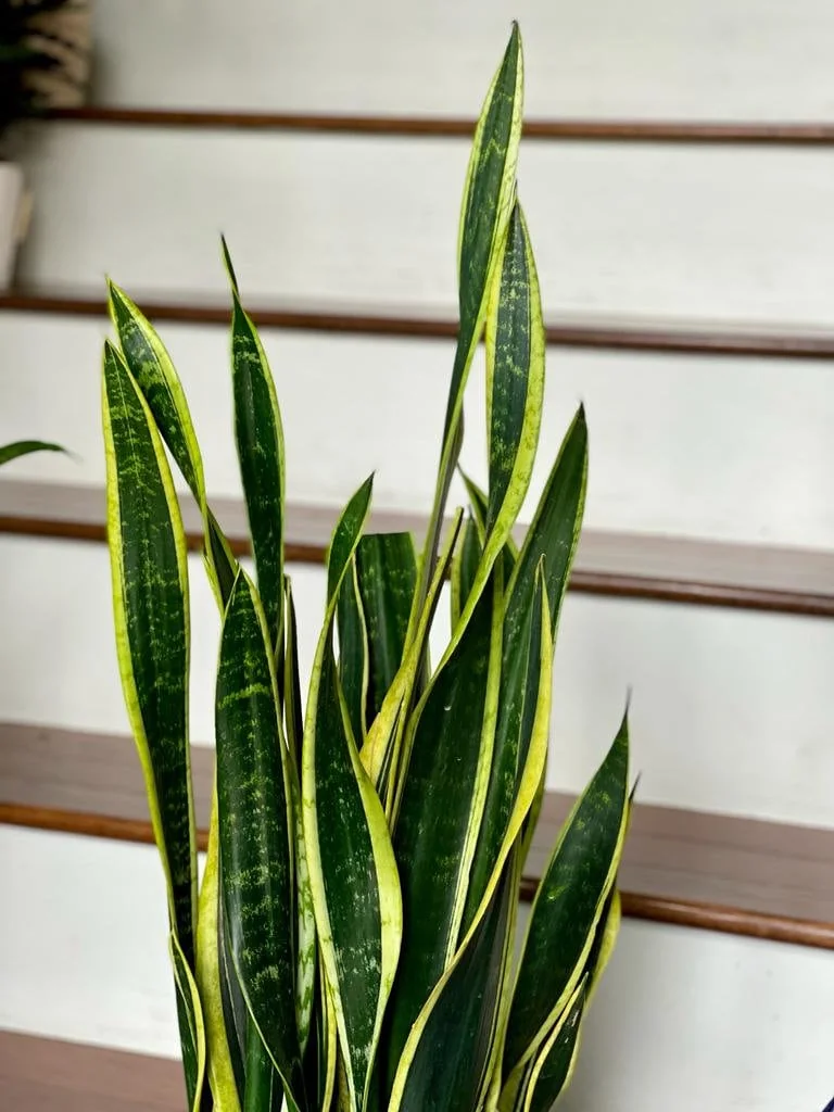 Snake Plant Unrooted Cuttings Sansevieria Zeylanica - Mother-in-Law's Tongue Indoor Plant - Image 2