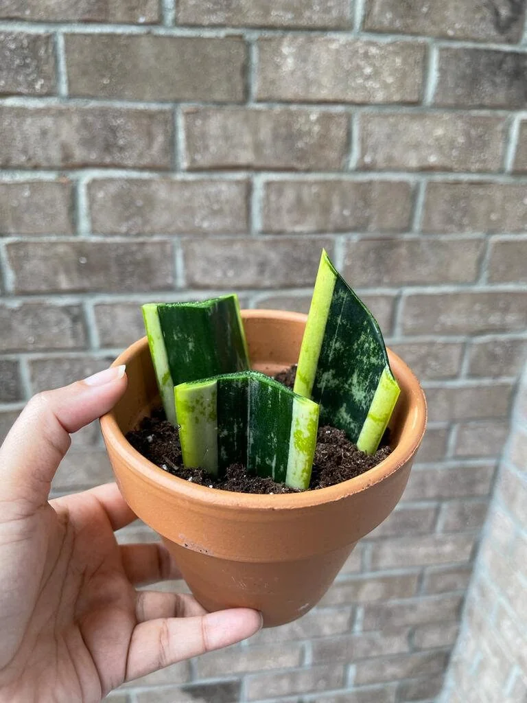 Snake Plant Unrooted Cuttings Sansevieria Zeylanica - Mother-in-Law's Tongue Indoor Plant - Image 3