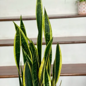 Snake Plant Unrooted Cuttings Sansevieria Zeylanica - Mother-in-Law's Tongue Indoor Plant - Image 7