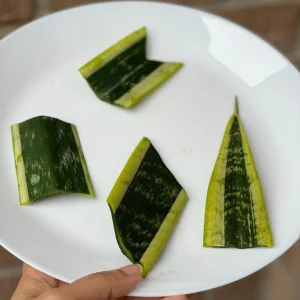 Snake Plant Unrooted Cuttings Sansevieria Zeylanica - Mother-in-Law's Tongue Indoor Plant - Image 8