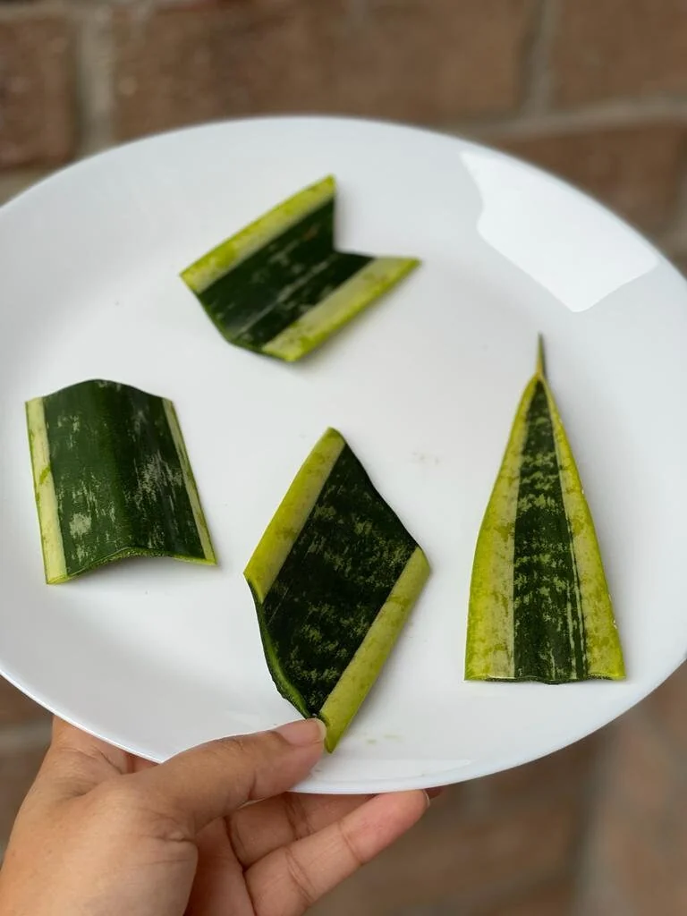 Snake Plant Unrooted Cuttings Sansevieria Zeylanica - Mother-in-Law's Tongue Indoor Plant - Image 8