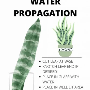 Snake Plant Unrooted Cuttings Sansevieria Zeylanica - Mother-in-Law's Tongue Indoor Plant - Image 9