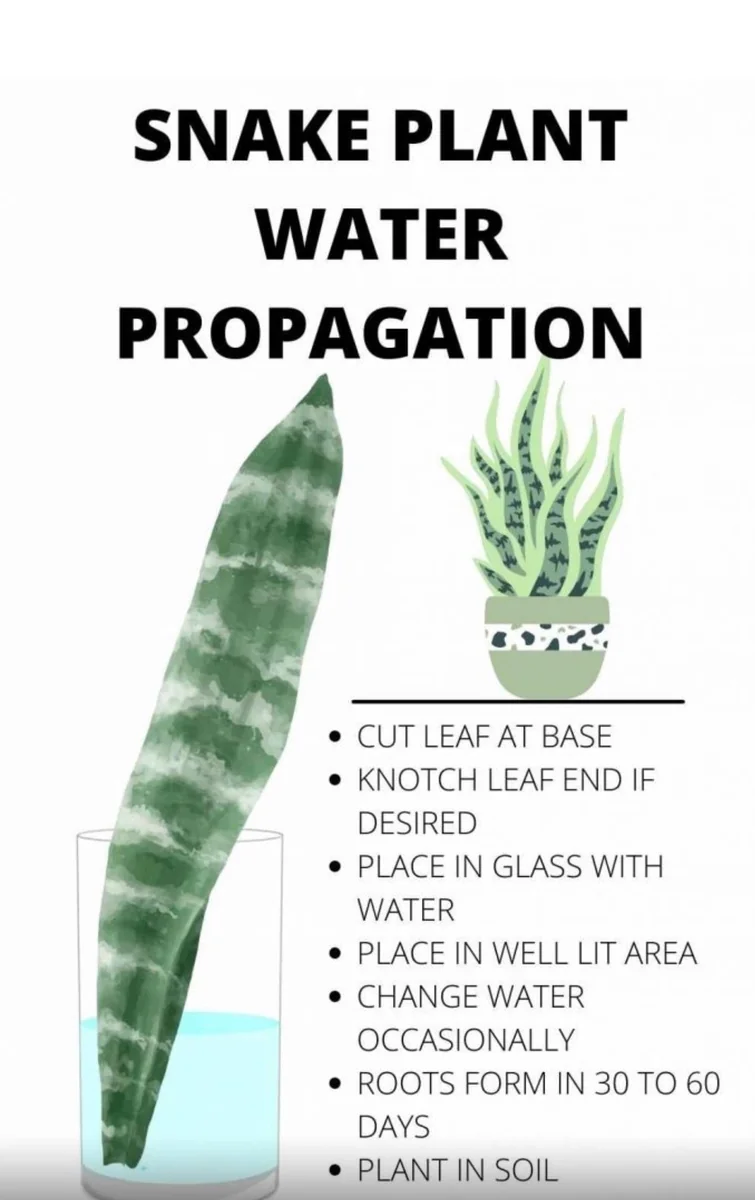 Snake Plant Unrooted Cuttings Sansevieria Zeylanica - Mother-in-Law's Tongue Indoor Plant - Image 9