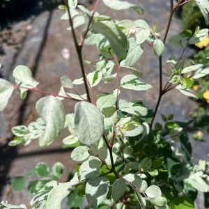 Snow Bush White Live Plant – 1 ft Tall – 1 Gallon Pot – Outdoor Shrub - Image 1