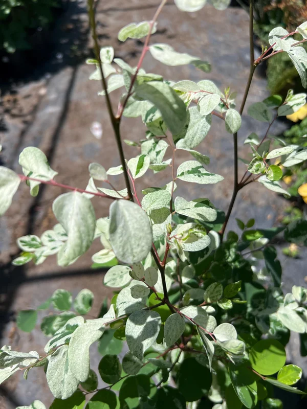 Snow Bush White Live Plant – 1 ft Tall – 1 Gallon Pot – Outdoor Shrub - Image 1