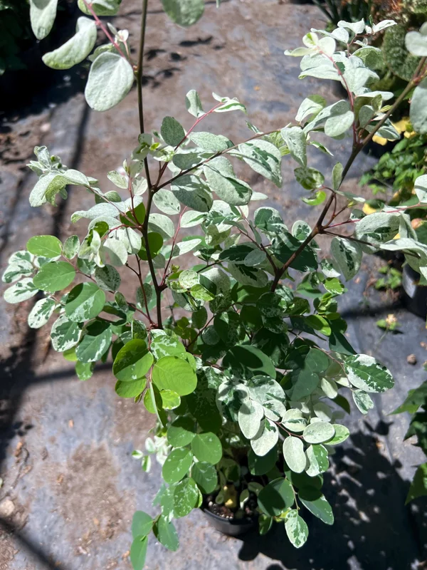 Snow Bush White Live Plant – 1 ft Tall – 1 Gallon Pot – Outdoor Shrub - Image 2