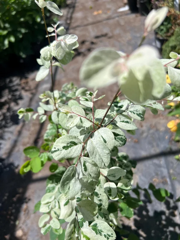 Snow Bush White Live Plant – 1 ft Tall – 1 Gallon Pot – Outdoor Shrub - Image 3