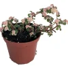 Snow Capped Artillery Fern Live Plant - Pilea microphylla Variegated - 2.5" Pot - Rare Indoor Houseplant - Image 1