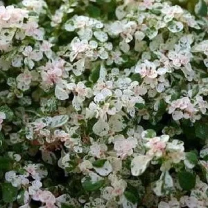 Snow Capped Artillery Fern Live Plant - Pilea microphylla Variegated - 2.5