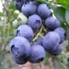 Snow Chaser Blueberry Live Plant - Southern Highbush - Starter Plug - Image 1