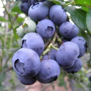 Snow Chaser Blueberry Live Plant - Southern Highbush - Early Ripening - Low Chill - Image 5