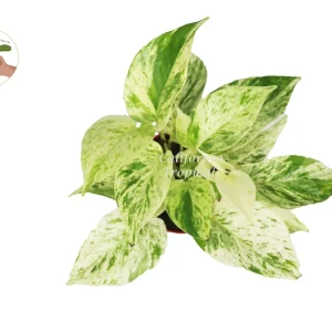 Snow Queen Pothos Live Plant – 4 inch Pot – Indoor Houseplant – Easy Care - Image 2