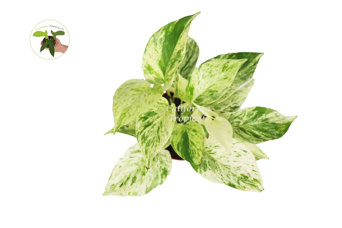 Snow Queen Pothos Live Plant – 4 inch Pot – Indoor Houseplant – Easy Care - Image 2