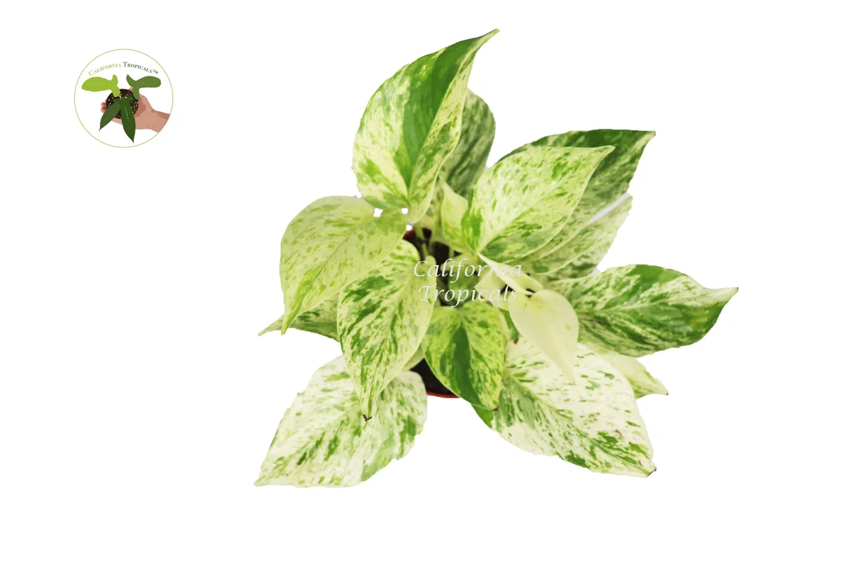 Snow Queen Pothos Live Plant – 4 inch Potted Houseplant – Indoor - Image 2