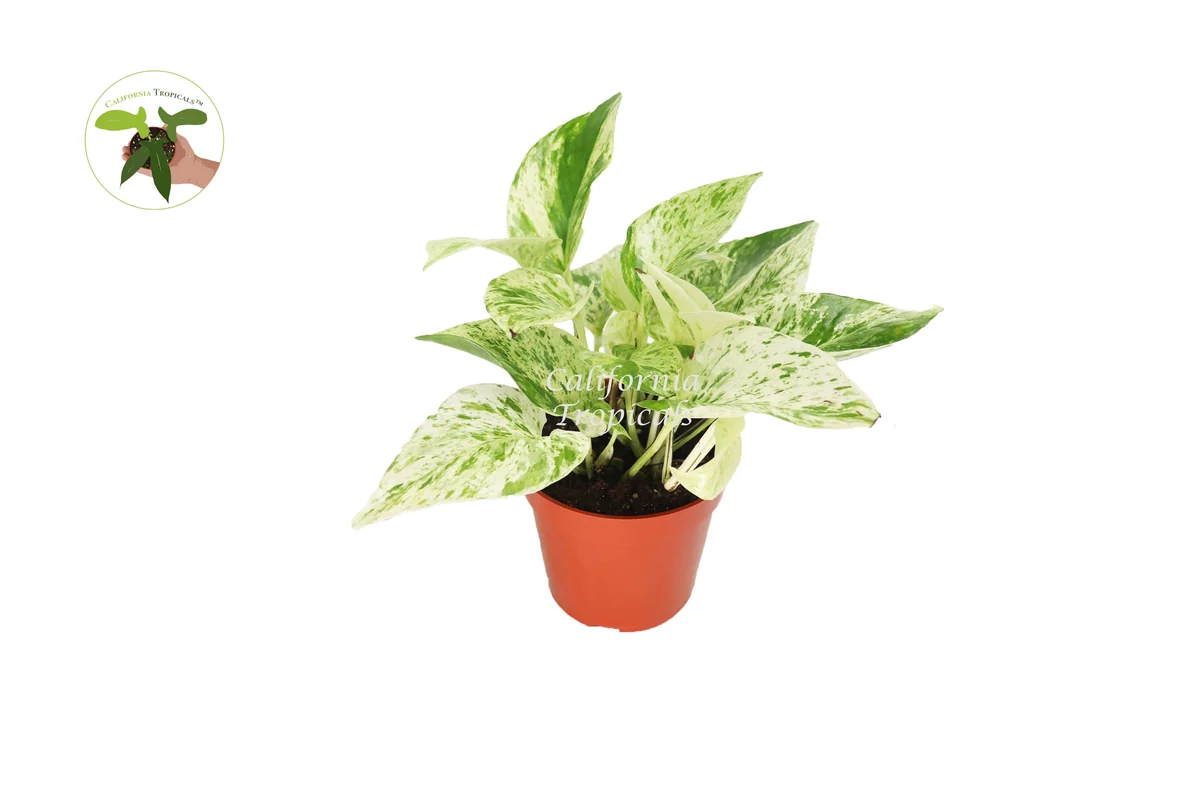 Snow Queen Pothos Live Plant – 4 inch Potted Houseplant – Indoor - Image 1