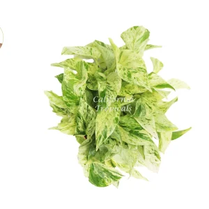 Snow Queen Pothos Live Plant - 6-inch Pot - Indoor Trailing Houseplant - Image 2