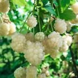 Snowbank Blackberry Live Plant - White Fruit Rubus Starter - Zones 5-9 - Image 1