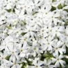 Snowflake Creeping Phlox Live Plant 3.5" Pot - Deer Resistant Groundcover - Image 1