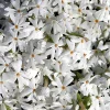 Snowflake Creeping Phlox Perennial Live Plant – White Flowers – Quart Pot - Image 1