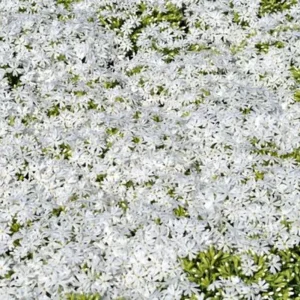 Snowflake Creeping Phlox Perennial Live Plant – White Flowers – Quart Pot - Image 2