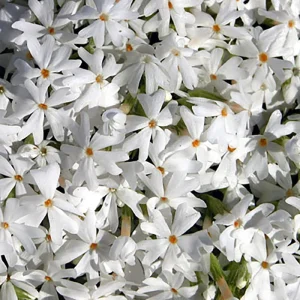 Snowflake Creeping Phlox Perennial Live Plant – White Flowers – Quart Pot - Image 1