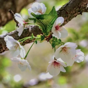 Snowgoose Flowering Cherry Tree - Live Plant, White Blooms, 2.5" Pot - Image 2
