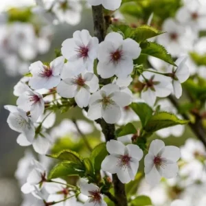 Snowgoose Flowering Cherry Tree - Live Plant, White Blooms, 2.5